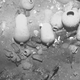Image for article titled A Sunken Spanish Galleon Worth Billions Has Been Discovered Off the Coast of Colombia